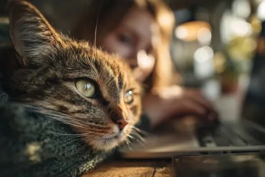 A close-up shot of a tabby cat's face, with its green eyes gazing off to the side. The cat is resting on a wooden surface, with a person blurred in the background, working on a laptop. The lighting is soft and warm, creating a cozy atmosphere.