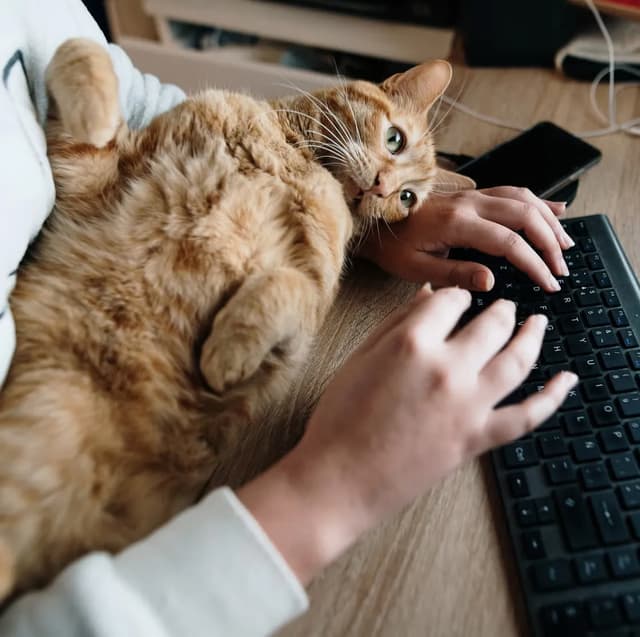 A ginger cat is lying on a person's arms while they are typing on a keyboard. The cat is looking at the camera with a relaxed expression. The scene is set on a wooden desk with a phone and keyboard.