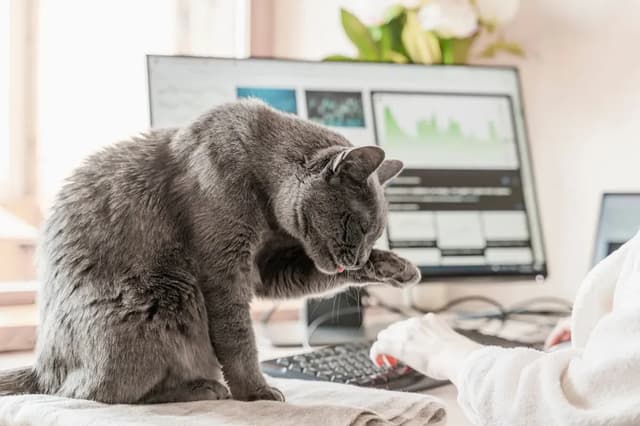 A gray cat is grooming itself in front of a computer. The cat is in the foreground, with its paw raised to its face. The background includes a computer monitor, keyboard, and a person's hands. The scene is well-lit, suggesting a home office environment.