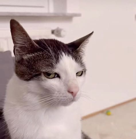 A playful tabby cat with bright green eyes is leaping through a sunlit garden filled with colorful flowers and tall grass. The cat's fur glistens in the sunlight as it pounces on a fluttering butterfly, showcasing its playful nature. In the background, a wooden fence and a few scattered toys add to the whimsical atmosphere of the scene, capturing the essence of a feline's adventurous spirit.