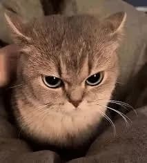 This adorable British Shorthair cat sits with a slightly annoyed expression, nestled in soft blankets. Its large, round eyes and prominent whiskers give it a sassy look, as if it's contemplating the world around it. The cozy setting adds to the charm, making it clear that this feline prefers a calm and quiet environment over any disturbances.