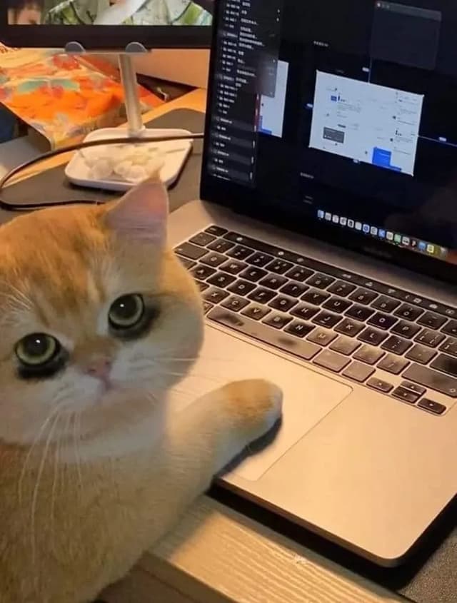A golden cat is sitting next to a laptop, with its paw resting on the trackpad. The cat has big, expressive eyes and a curious expression. The laptop screen is displaying what appears to be a work-related interface. The background is slightly blurred, suggesting a home or office environment.