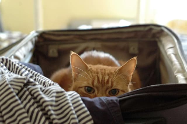 An orange tabby cat peeks out from inside an open suitcase. The cat's eyes are wide and alert, and its ears are perked up. The suitcase is filled with clothes, and the cat is nestled among them. The background is blurred, but it appears to be a room with natural light.