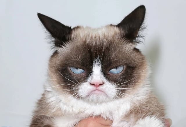 This image features a fluffy cat with striking blue eyes and a distinctly grumpy expression. Its fur is a mix of cream and brown, and its ears are perked up, adding to its sassy demeanor. The cat appears to be held by someone, emphasizing its displeased look, making it a perfect representation of feline attitude. This cat is sure to capture the hearts of anyone who appreciates a little sass in their pets.