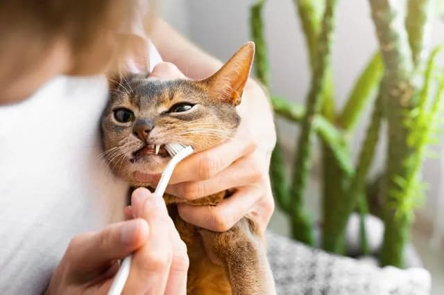 A close-up shot shows a person brushing a cat's teeth with a toothbrush. The cat has a slightly annoyed expression, with its mouth open and teeth visible. The person's hands are holding the cat's head gently. The background is blurred, with a glimpse of a plant.