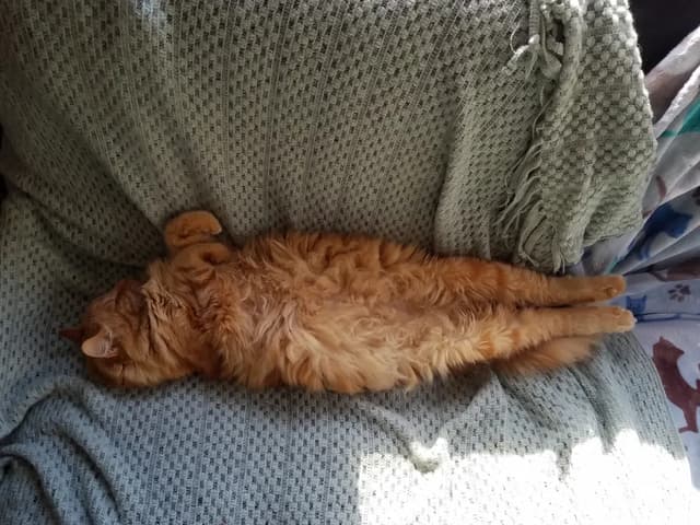 An orange tabby cat is lying on its back on a soft, textured blanket. The cat is fully stretched out, with its paws extended and its belly exposed. The cat appears to be in a deep sleep, enjoying a moment of relaxation. The blanket is a light green color, and the overall scene evokes a sense of peace and tranquility.