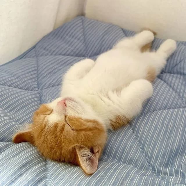 A cute orange and white cat is sleeping soundly on its back on a blue striped blanket. The cat's eyes are closed, and its paws are curled up. The cat looks very relaxed and peaceful.