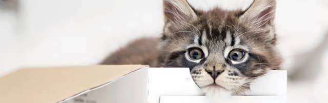 A close-up shot of a cute kitten peeking over the edge of a cardboard box. The kitten has big, round eyes and a curious expression. The background is plain white, which makes the kitten the focal point of the image.