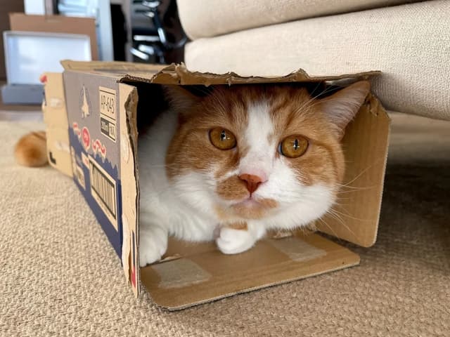 A cute orange and white cat peeking out of a cardboard box. The cat has big, expressive eyes and a sweet face. The box is slightly damaged, adding to the charm. The background is a cozy indoor setting.