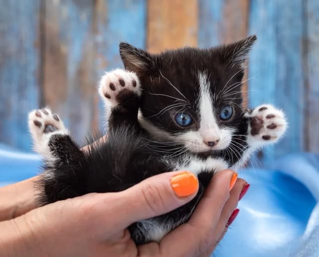 A close-up shot of a tiny black and white kitten being held in someone's hands. The kitten has bright blue eyes and is looking up with its paws in the air. The background is a blurred mix of blue and brown.