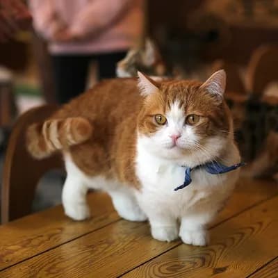 A charming orange and white cat with a blue bow tie stands on a wooden table, looking directly at the camera. The cat has a round face and a fluffy body. The background is blurred, suggesting a cozy indoor setting.