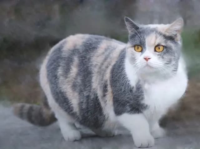 A beautiful, fluffy cat with a mix of grey, white, and tan fur is the subject of this image. The cat has striking yellow eyes and is looking up with a curious expression. The background is blurred, keeping the focus on the cat. The cat's fur is soft and well-groomed, and its pose is endearing.