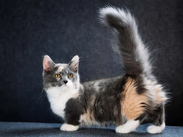 A charming, full-body shot of a Munchkin cat with a fluffy tail. The cat has a mix of gray, white, and tan fur, and it's standing on a gray surface against a dark background. The cat is looking up, and its tail is elegantly arched. The image is well-lit, highlighting the cat's features and the texture of its fur.
