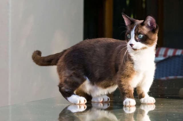 A beautiful cat with brown and white fur stands on a reflective surface, gazing off to the side. The cat has striking blue eyes and a fluffy tail. The lighting is soft, highlighting the cat's features and creating a pleasant atmosphere.
