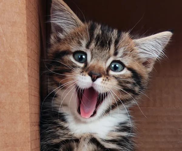 A close-up shot of a yawning kitten inside a cardboard box. The kitten has brown and white fur, with big blue eyes and a pink tongue. The kitten is yawning widely, and the background is a plain cardboard box.