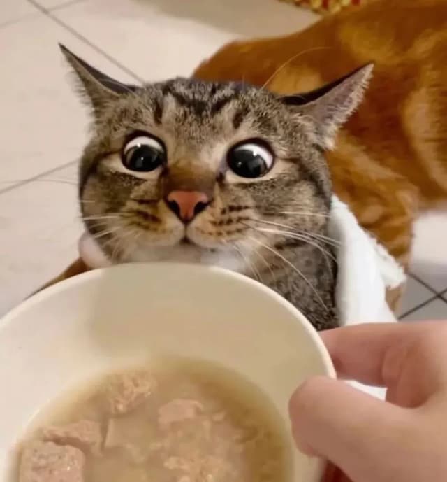 A close-up shot of a cat with wide eyes staring intently at a bowl of food being held by a person's hand. The cat is the main focus, with its expressive eyes and alert posture. The background is slightly blurred, but it appears to be indoors. The overall impression is one of anticipation and excitement.