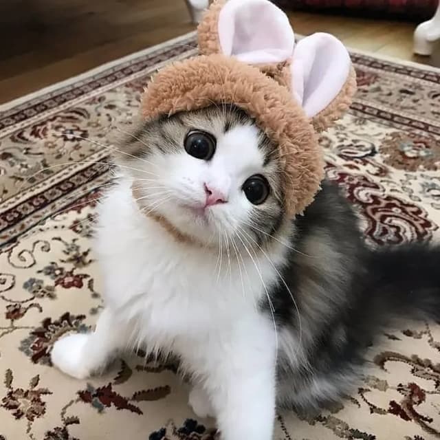 A fluffy cat with big eyes wearing a bunny ear hat, sitting on a patterned rug. The cat is looking directly at the camera with an innocent expression. The background is slightly blurred, focusing attention on the cat.