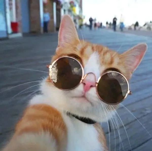 A stylish orange and white cat poses confidently for a selfie while wearing round sunglasses. The background features a boardwalk with people walking, adding a lively atmosphere to the scene. This fashionable feline exudes charm and sass, making it the perfect representation of coolness in the animal kingdom.