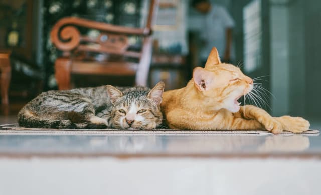 The image shows two cats resting on a mat. One cat is yawning widely, while the other is lying down with its eyes closed. The cat that is yawning is orange, and the other cat is a mix of grey and white. The background is blurred, but it appears to be a room with a wooden chair.