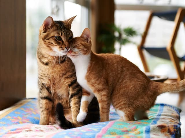 Two cats are cuddling on a colorful blanket. One cat is orange and white, and the other is brown and black. The orange cat is nuzzling the other cat's face. The background is blurred, but it appears to be indoors.