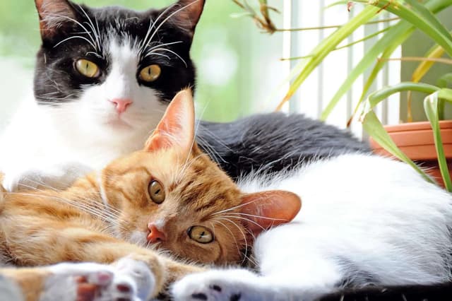 Two adorable cats are snuggled up together, one orange tabby and one black and white. They are lying down, looking relaxed and content. The background is a window with some greenery, adding a touch of nature to the scene.