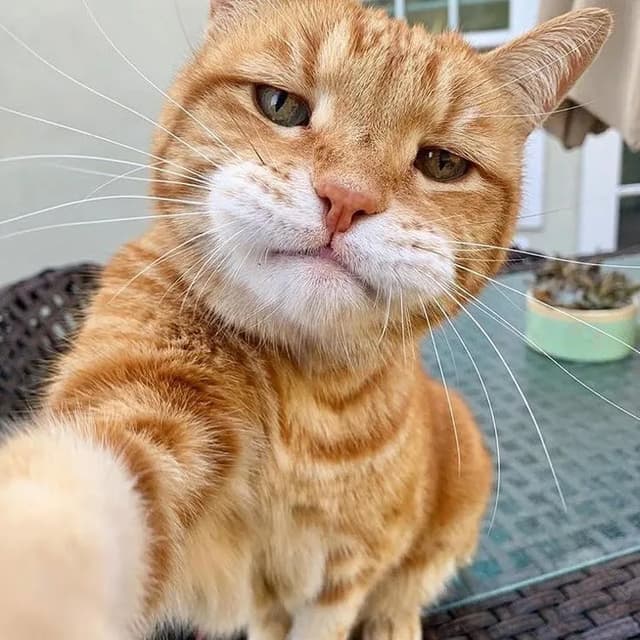A close-up selfie of an orange tabby cat. The cat is holding the camera, looking directly at the viewer with a slightly grumpy expression. The background is blurred, but appears to be outdoors on a sunny day. The cat's fur is a vibrant orange color, and its whiskers are long and prominent. The cat's expression is both funny and endearing.
