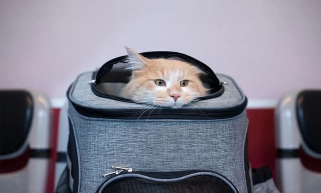 A fluffy orange cat peeks out from a gray pet carrier. The cat's face is the main focus, with its eyes looking directly at the viewer. The carrier is open at the top, and the cat's head and ears are visible. The background is blurred, suggesting the cat might be in a car or a waiting area.