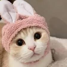 A close-up shot of a adorable cat wearing a pink bunny hat. The cat has big, round eyes and a sweet expression. The background is blurred, putting all the focus on the cute feline.