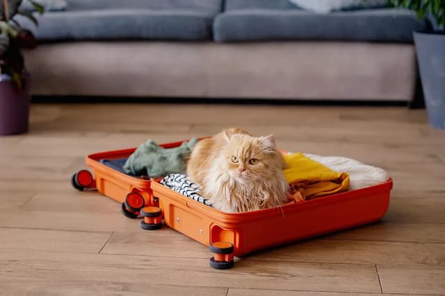 A fluffy orange cat is comfortably nestled inside an open orange suitcase. The suitcase is filled with clothes. The cat is looking at the camera with a relaxed expression. The suitcase is on a wooden floor, and a couch is in the background.