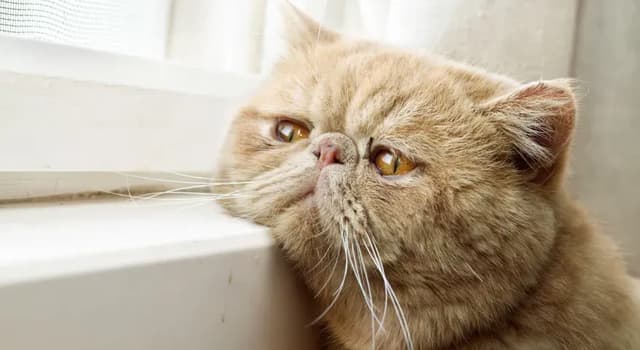 A close-up shot of a fluffy, light-brown Exotic Shorthair cat resting its head on a white windowsill. The cat has large, round eyes and a slightly grumpy expression, but it's undeniably cute. The background is blurred, suggesting a bright, sunny day. The cat's fur is soft and well-groomed, and its whiskers are long and prominent.