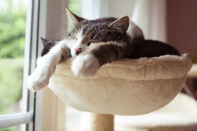 A close-up shot of a tabby and white cat sleeping soundly in a soft, plush cat bed. The cat is curled up, with its eyes closed and paws tucked in. The bed is part of a cat tree, and the background shows a window with natural light.