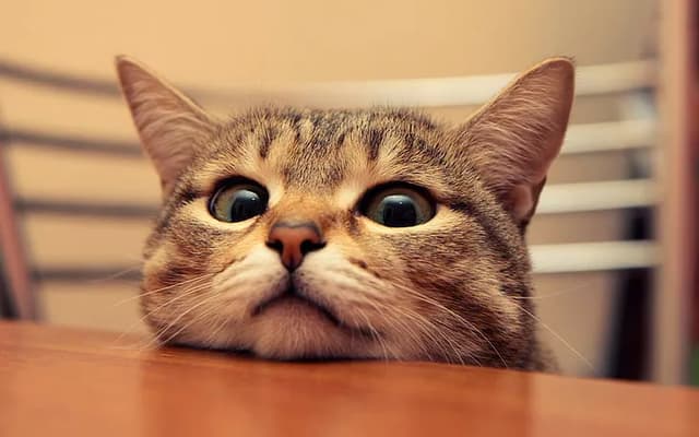 A close-up of a curious cat peering over a table, its big eyes wide with interest. The cat's face is framed by its adorable features, showcasing a mix of curiosity and anticipation. The background is softly blurred, emphasizing the cat's expression as it seems to wonder what deliciousness might be happening just out of sight.
