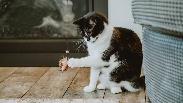 A black and white cat is sitting on a wooden floor, focused on a toy mouse hanging from a string. The cat is in mid-action, with one paw extended towards the toy. The background includes a fireplace and a gray storage unit. The lighting is soft and natural, creating a cozy atmosphere.