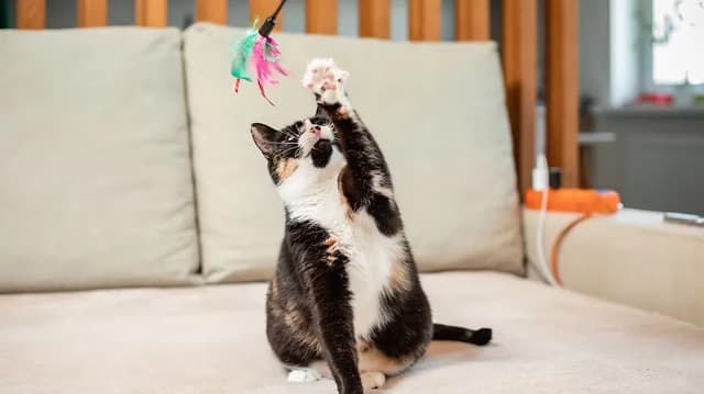 A calico cat is reaching up to bat at a feather toy. The cat is sitting on a beige couch, with its front paws raised in the air. The toy is a colorful feather wand. The background is blurred, but it appears to be a living room.