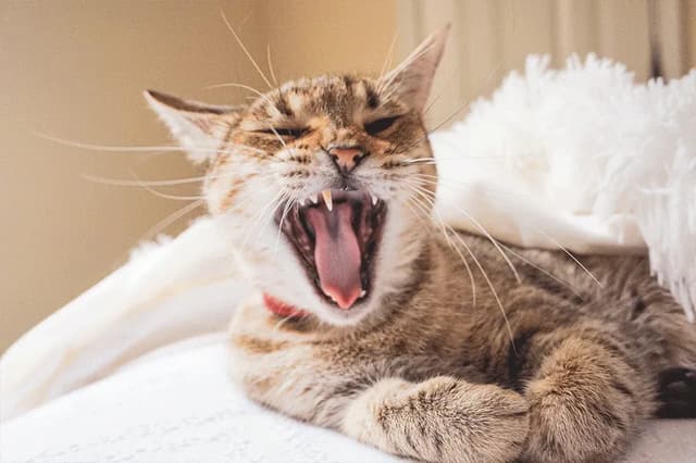 A close-up shot of a tabby cat yawning widely, revealing its pink tongue and teeth. The cat is lying down, possibly on a bed or soft surface, with a white fluffy blanket in the background. The lighting is soft and warm, creating a cozy atmosphere.