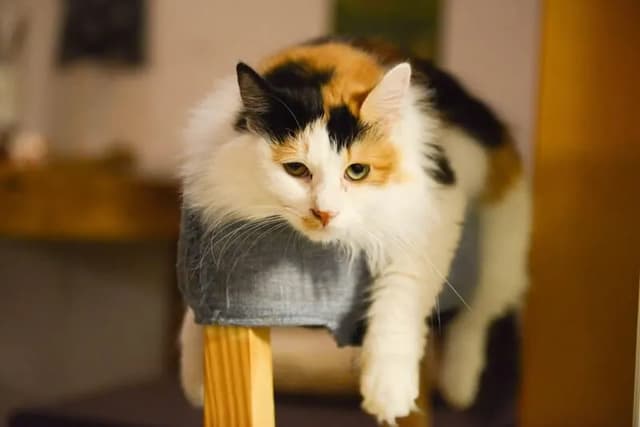 A fluffy calico cat is resting on a wooden stool, looking relaxed and content. The cat's fur is a mix of white, black, and orange, and its eyes are slightly closed. The background is blurred, suggesting a cozy indoor setting.