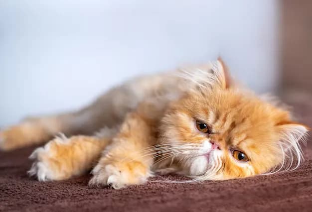A fluffy orange Persian cat is lying down on a brown surface, likely a bed or blanket. The cat has a relaxed expression, with its eyes slightly open. The lighting is soft, and the overall mood is peaceful and calm.