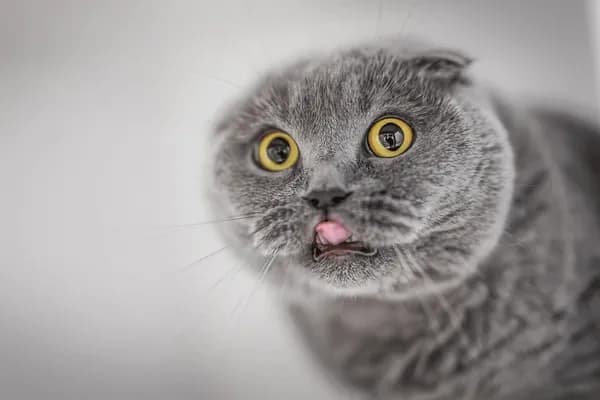 A close-up shot of a gray Scottish Fold cat with wide, surprised eyes and its tongue sticking out. The cat is looking directly at the camera, creating a funny and endearing expression. The background is a soft, blurred white, which makes the cat the focal point.