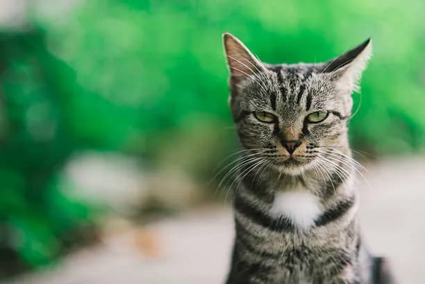 A close-up shot of a tabby cat with green eyes, looking directly at the camera with a slightly grumpy expression. The cat has a white patch on its chest and is set against a blurred green background. The lighting is soft, and the focus is sharp on the cat's face.