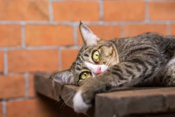 A tabby cat is lying down on a wooden surface, with its head resting on its paws. The cat has green eyes and a pink nose. The background is a brick wall. The cat looks relaxed and sleepy.