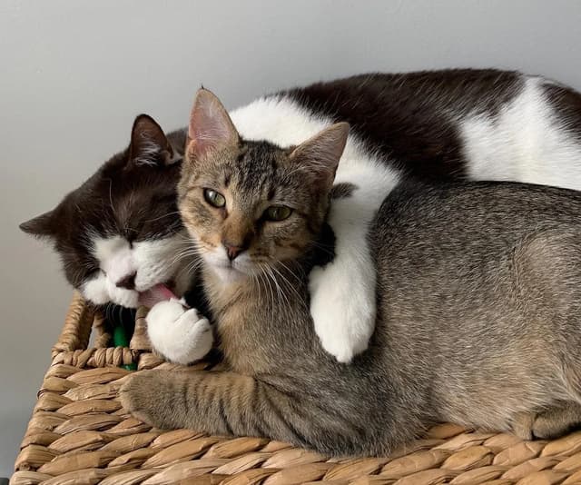 Two adorable cats are snuggled together on a woven basket. One cat is grooming the other, showing affection. The cats are close together, creating a heartwarming scene of companionship and comfort.