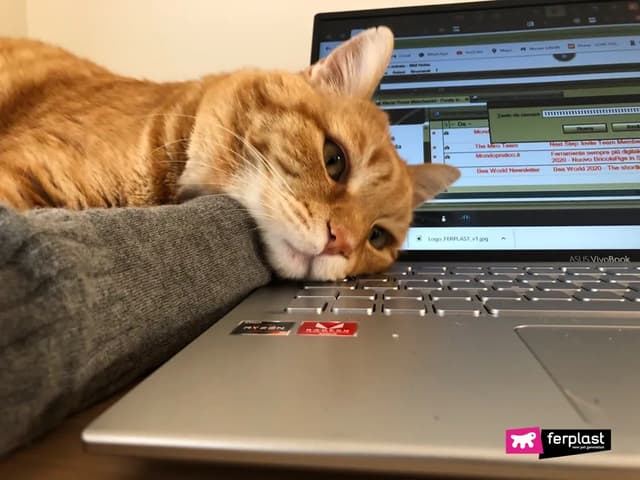 A ginger cat is resting its head on a laptop keyboard. The cat appears to be sleeping or very relaxed. The laptop screen is visible in the background, suggesting the cat is in a home office environment. The overall mood is one of relaxation and comfort.