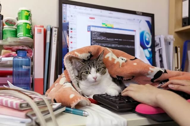 A cat is nestled under a blanket on a desk, seemingly working on a keyboard. The cat is the focal point, with a computer monitor and other office supplies in the background. The scene suggests a humorous take on working from home or a cat's involvement in office tasks.
